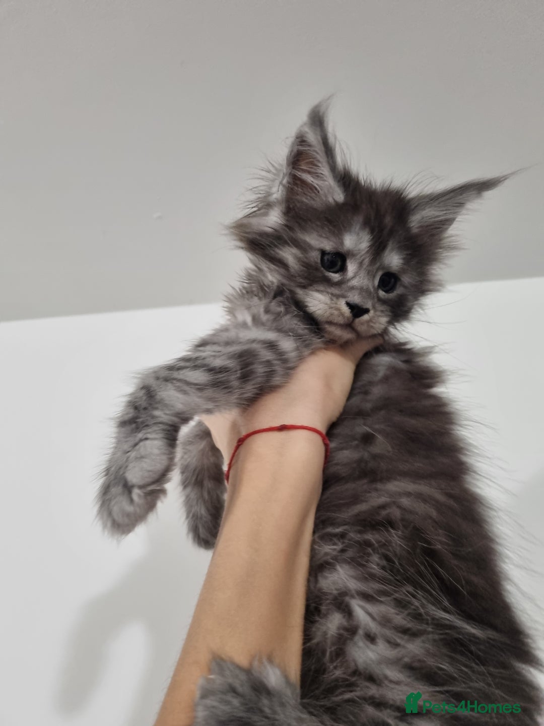 Maine Coon cats for sale: Purebred King Size Maine Coon kittens  - Image 7