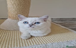 Scottish Fold cats for sale: Schotish straith and fold kittens😻 - Image 7