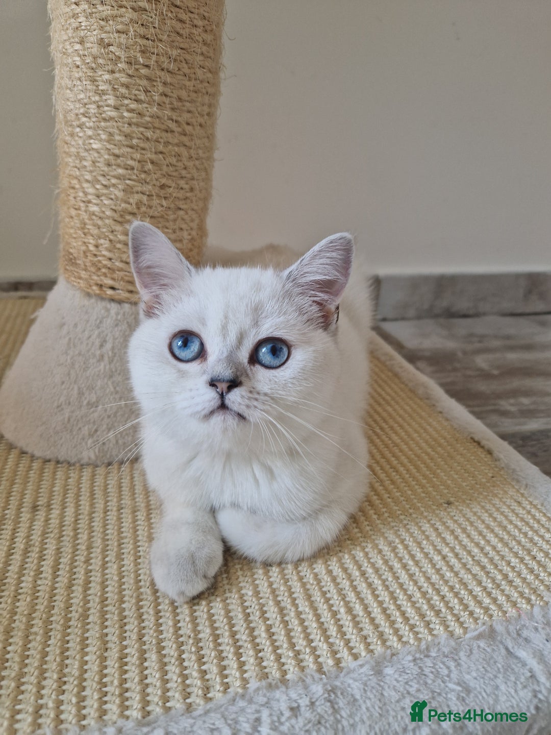 Scottish Fold cats for sale: Schotish straith and fold kittens😻 - Image 7
