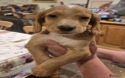Cocker Spaniel dogs for sale: KC REGISTERED COCKER SPANIEL WORKING LINE PUPS  - Image 18