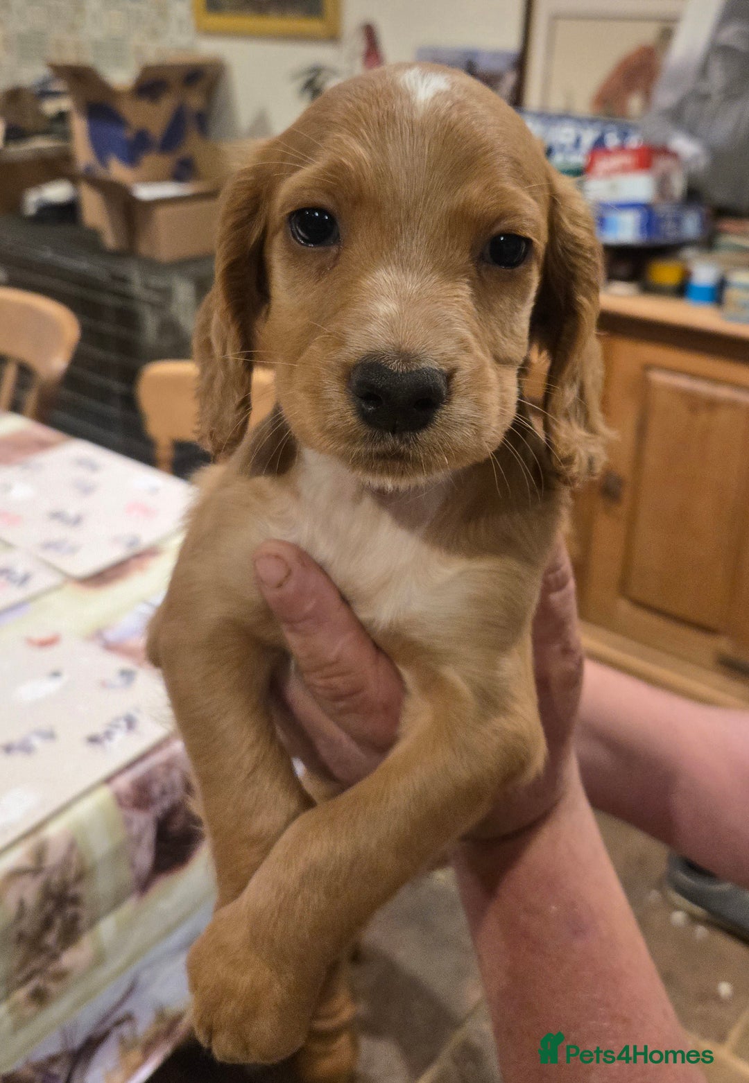 Cocker Spaniel dogs for sale: KC REGISTERED COCKER SPANIEL WORKING LINE PUPS  - Image 18