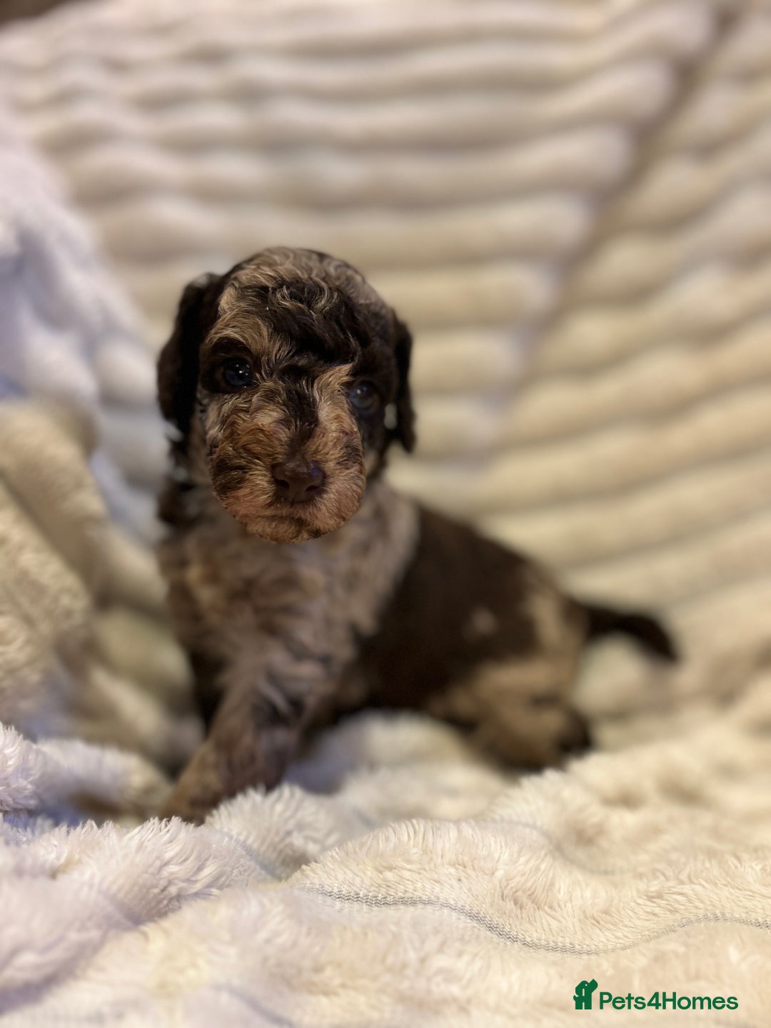 Cockapoo dogs for sale: Litter of 5 cockapoos for sale  - Advert 6