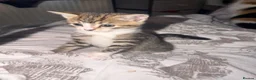 Bengal cats for sale: Cute half bengal kitten ready now  - Advert 9