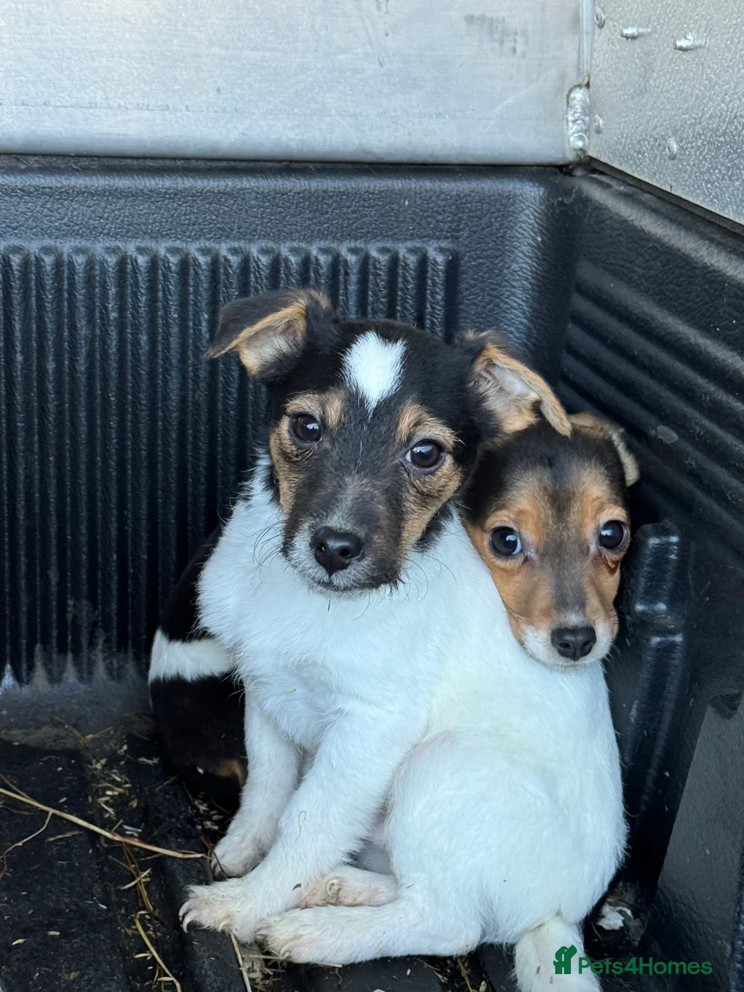 Mixed Breed dogs for sale: Chi Jack puppies - Advert 1