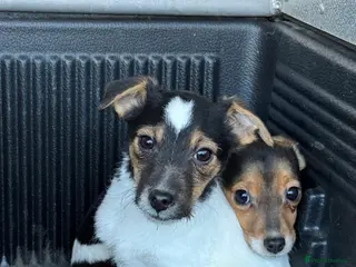 Mixed Breed dogs Chi Jack puppies - Advert 4