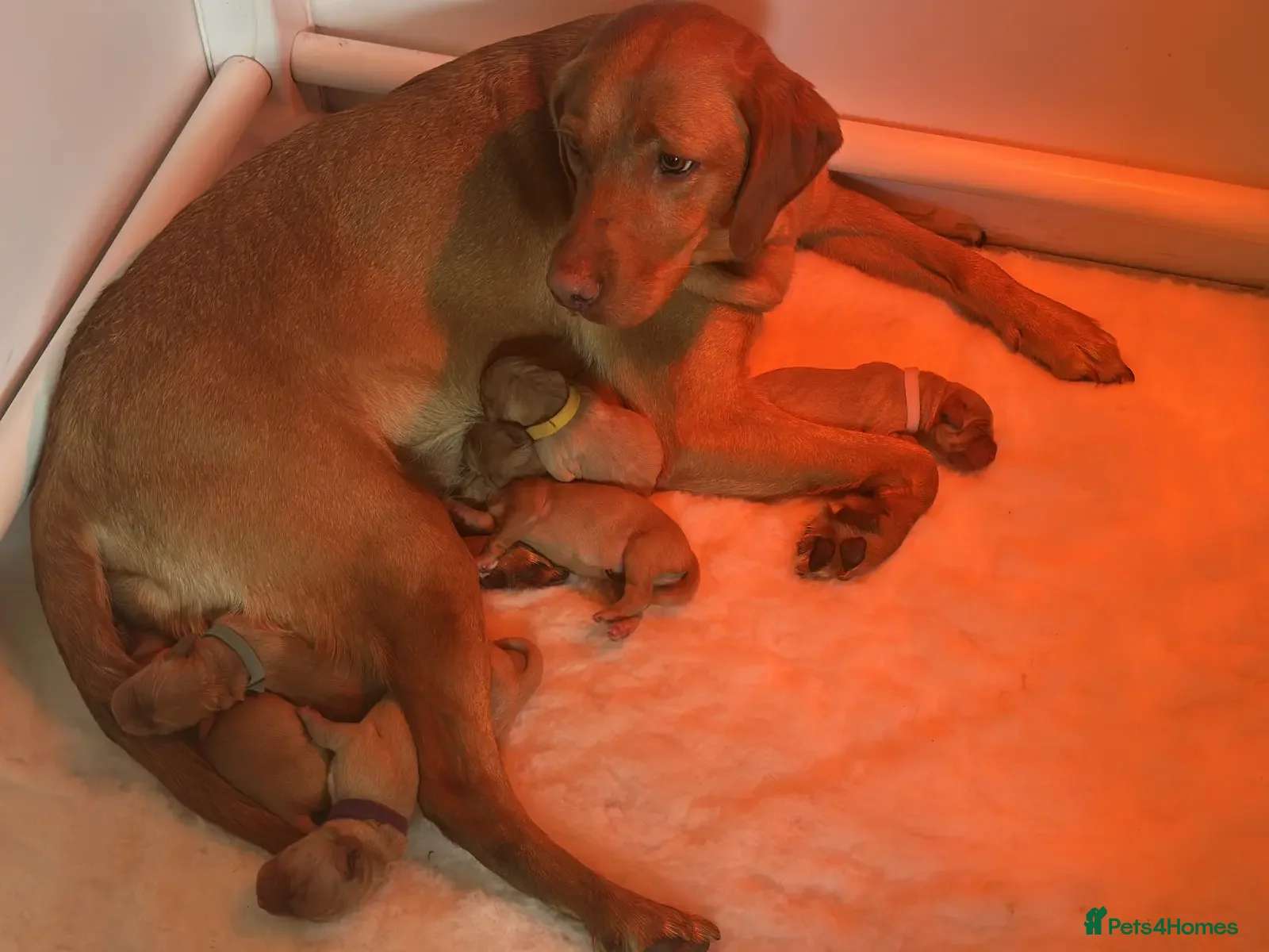 Labrador Retriever dogs KC FOX RED LABRADOR HEALTH TESTED HOMEBRED PUPS - Advert 1