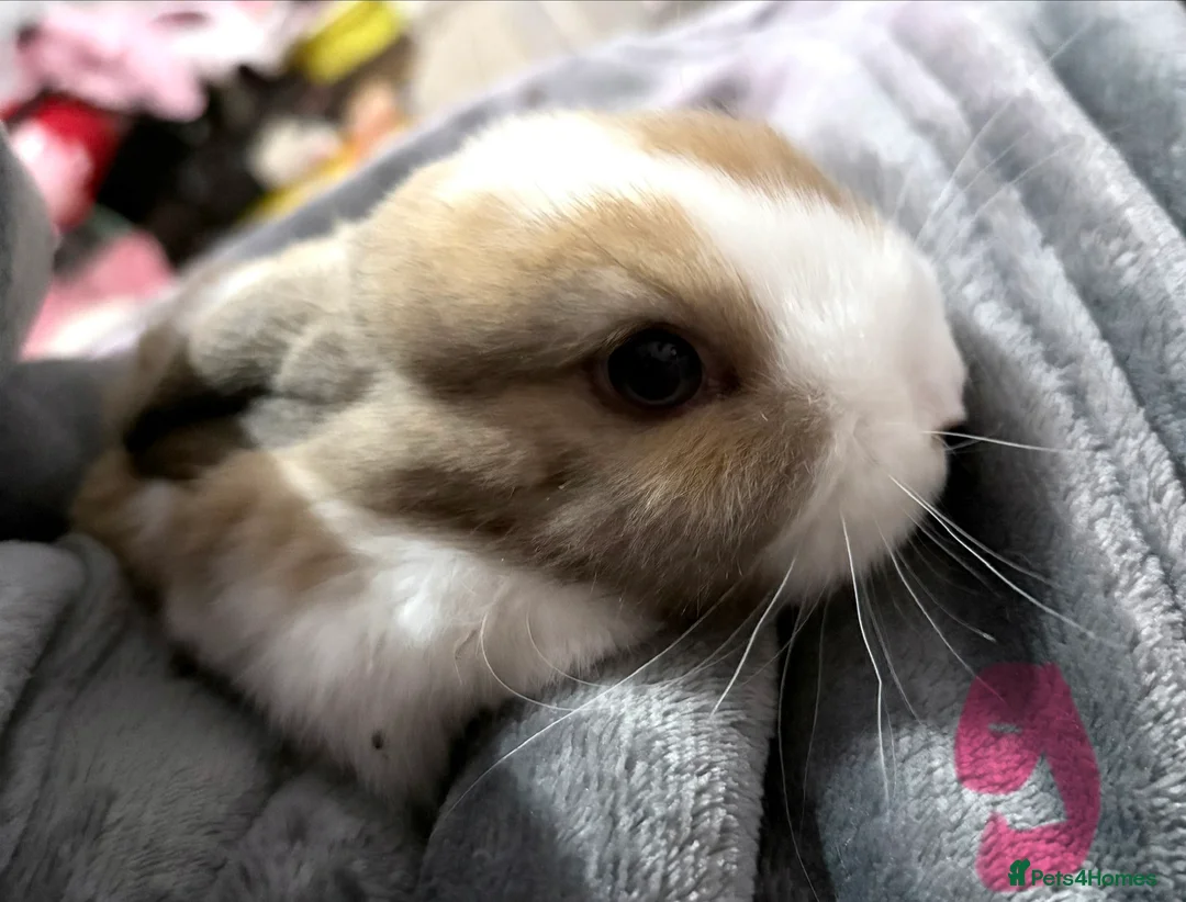 Mini Lop rabbits for sale: Mini lop babies 🐰  - Advert 4