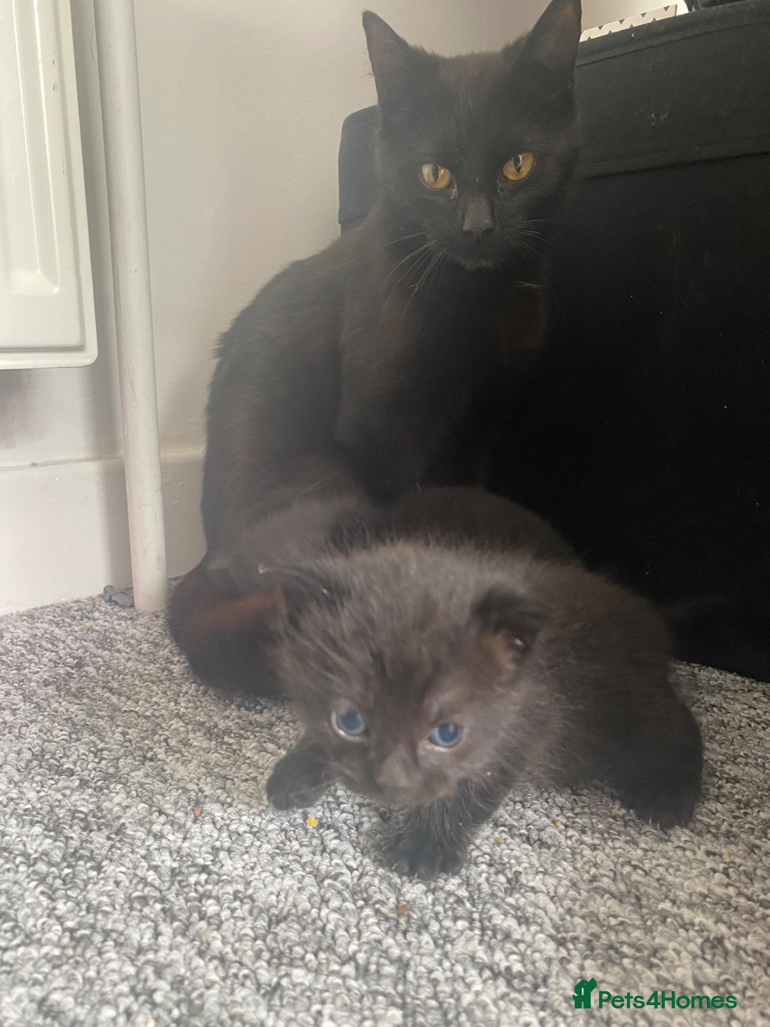 Mixed Breed cats Mum and 2 kittens  - Advert 1