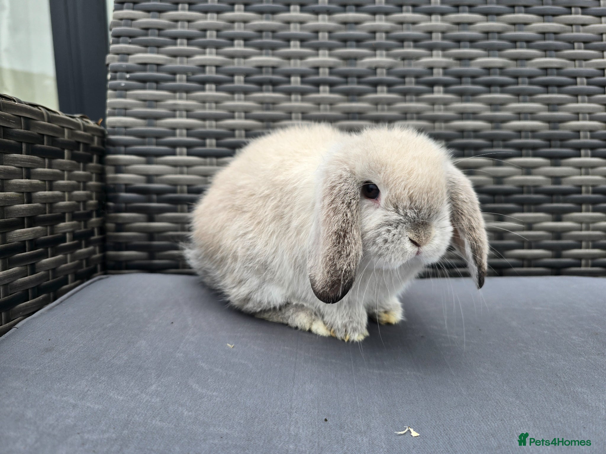 Mini Lop rabbits Beautiful Mini Lop Bunnies - Advert 1