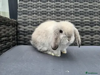 Mini Lop rabbits Beautiful Mini Lop Bunnies - Advert 1
