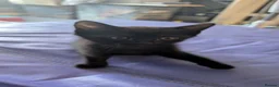 Mixed Breed cats for sale: 2 black mixed kittens - Advert 1
