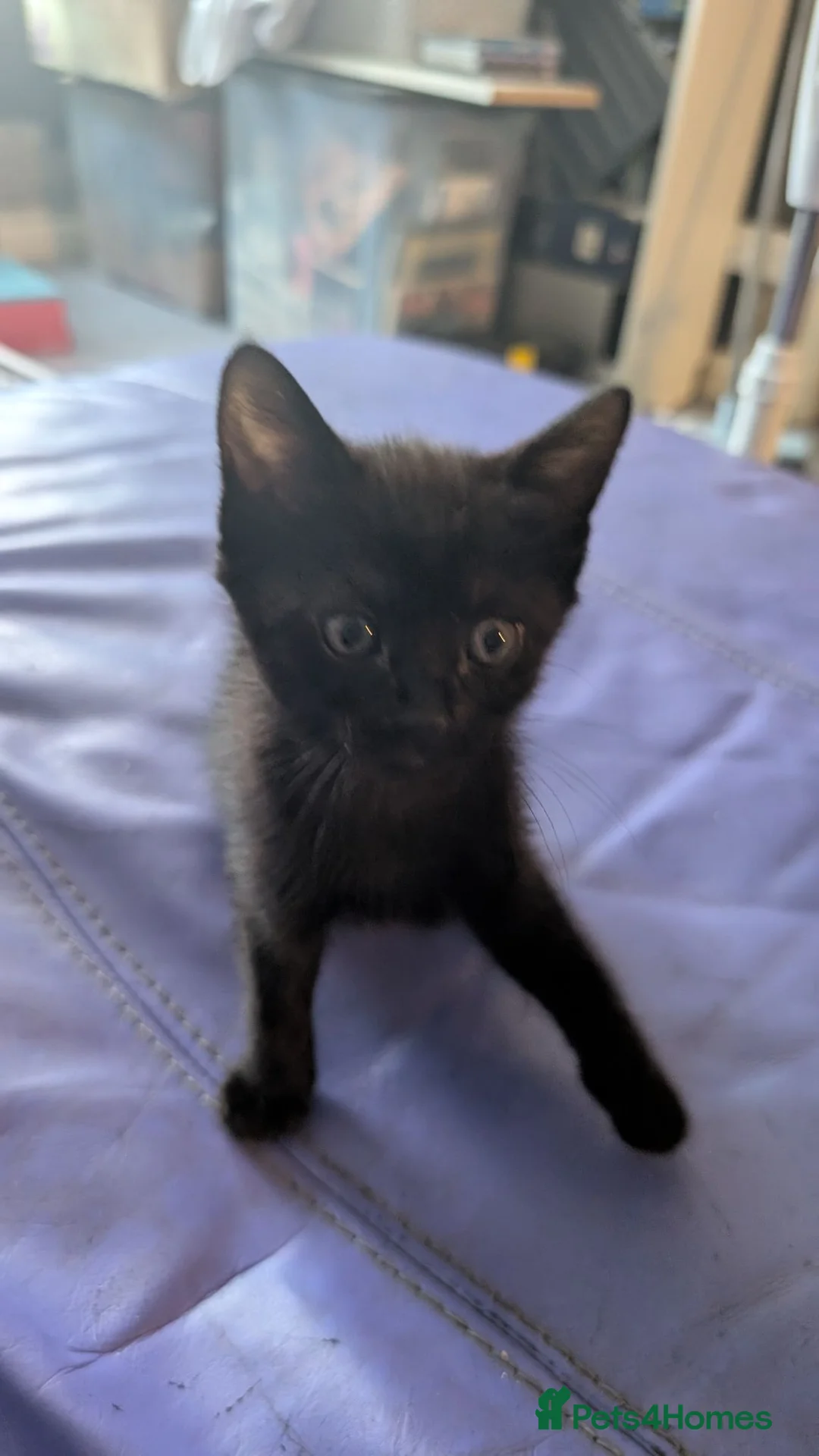 Mixed Breed cats for sale: 2 black mixed kittens - Advert 1