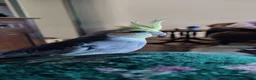 Cockatiels birds for sale: Bonded pair of cockatiels  in Sittingbourne - Advert 3