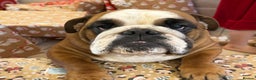 English Bulldog dogs for sale: Bulldog Bitch For Sale - Advert 2