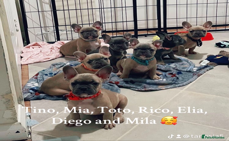French Bulldog dogs - Advert 8