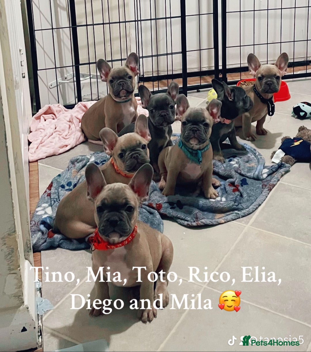 French Bulldog dogs for sale: 3 beautiful boys and girls - Image 1