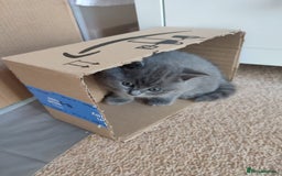 British Shorthair cats for sale: British Shorthair Kittens - Image 21