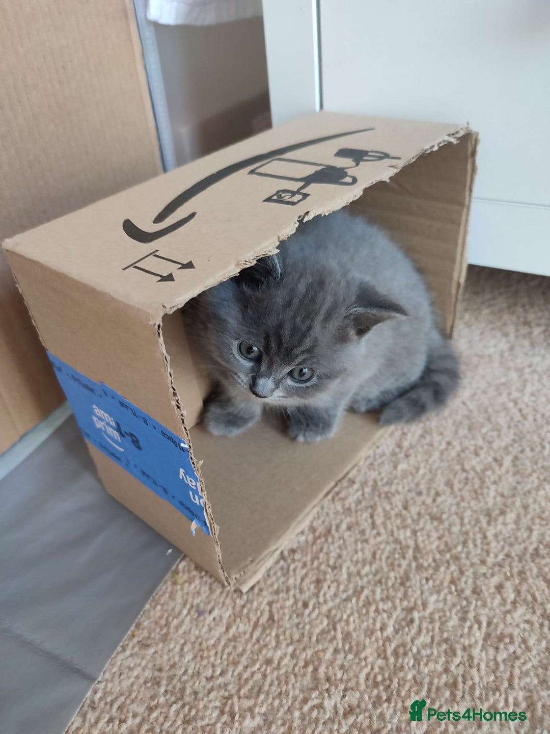 British Shorthair cats for sale: British Shorthair Kittens - Image 21