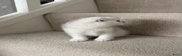 British Shorthair cats for sale: British Shorthair and Scottish Fold  - Advert 8