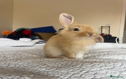 Mini Lion Lop rabbits for sale: Rabbit for sale - Image 2