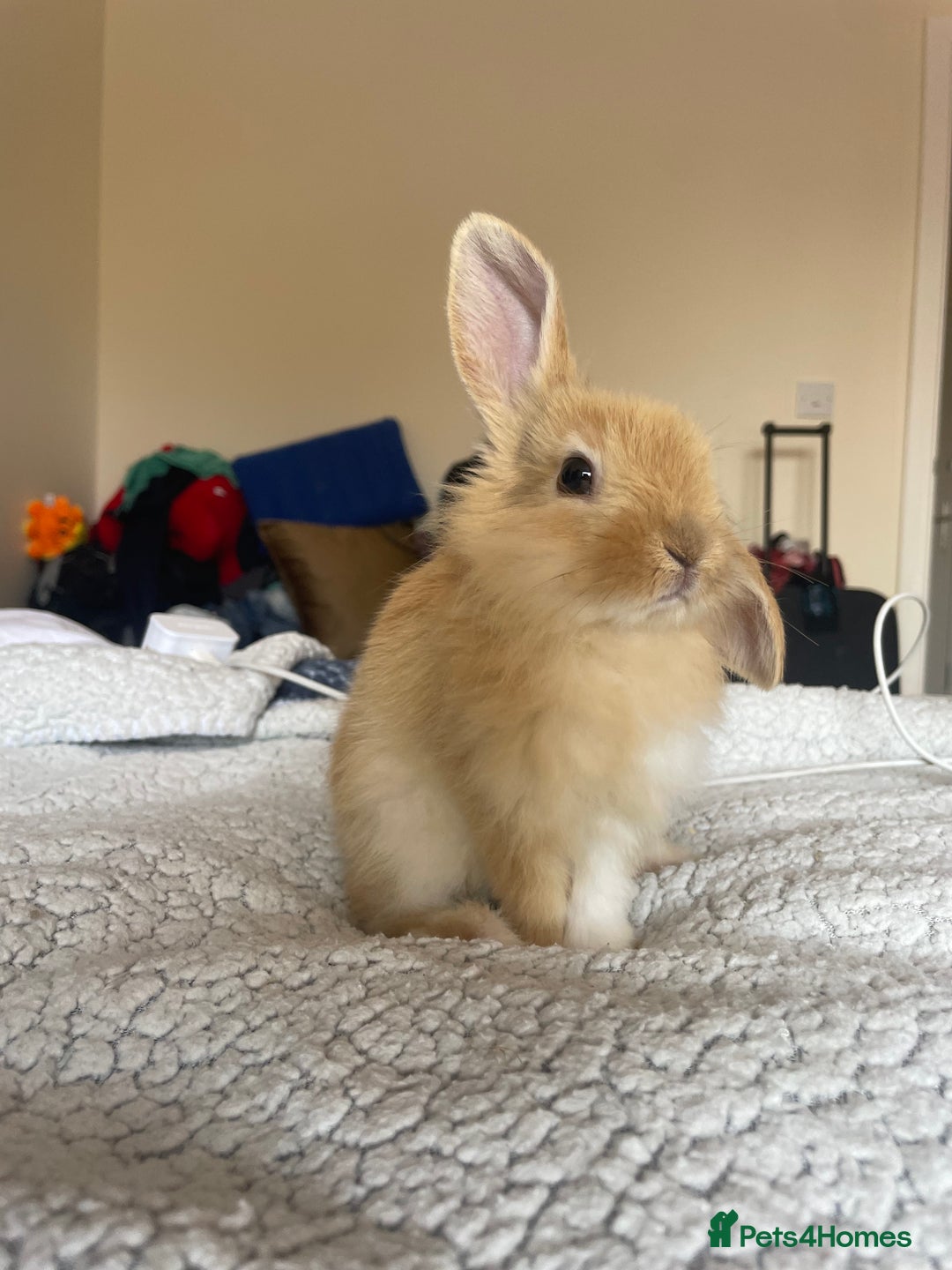 Mini Lion Lop rabbits for sale: Rabbit for sale - Image 2