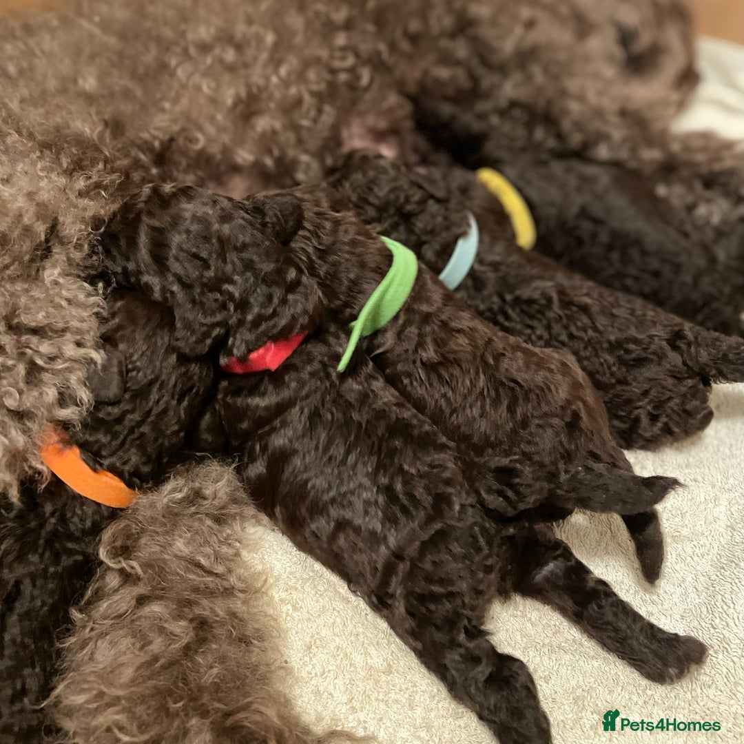 Miniature Poodle dogs for sale: Brown Poodle Puppies Ready Now. Chipped & Checked - Advert 2