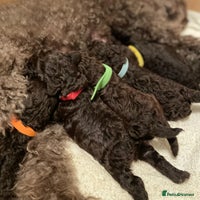 Miniature Poodle dogs Chocolate Brown Miniature Poodle Puppies - Advert 3