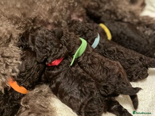 Miniature Poodle dogs - Advert 2