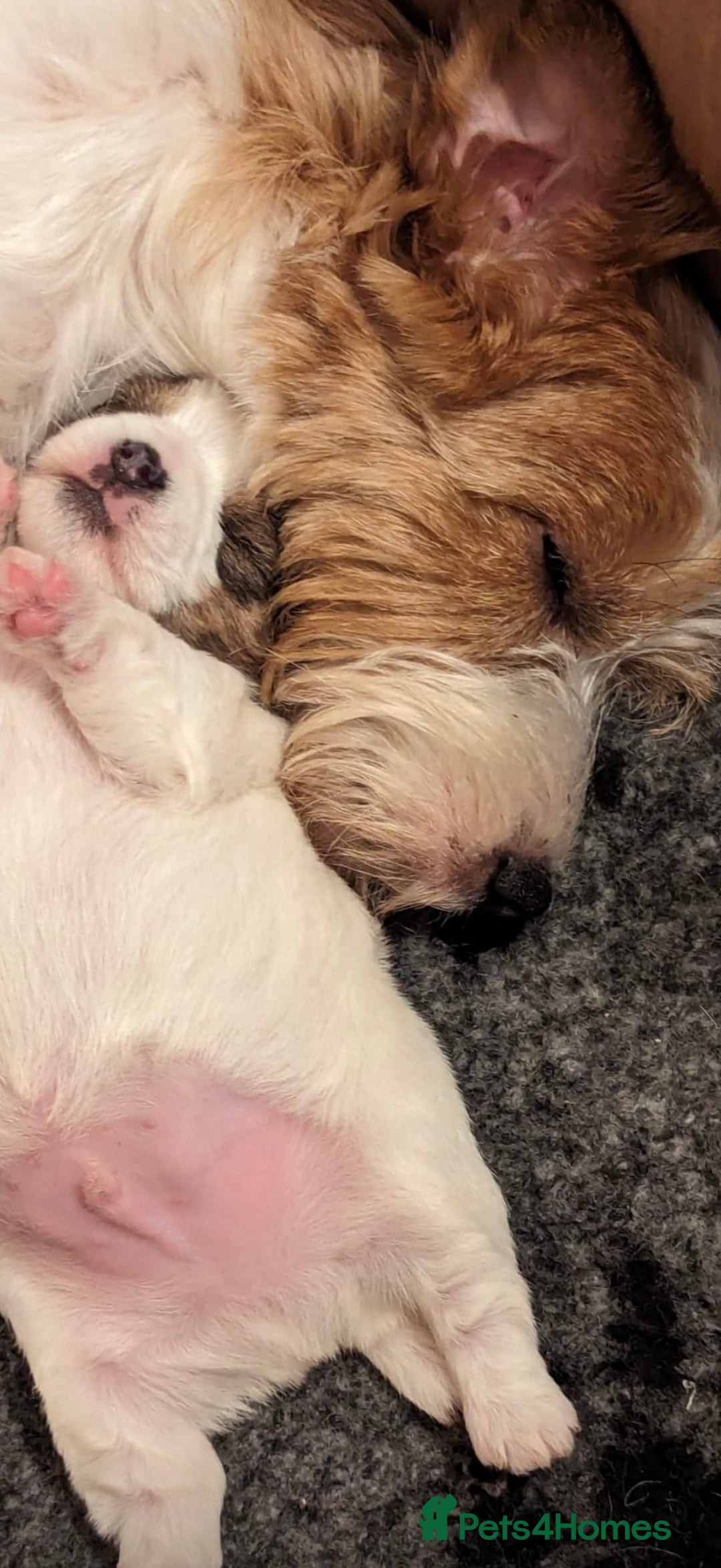 Jack Russell dogs for sale: Stunning Kc male puppy - Advert 5