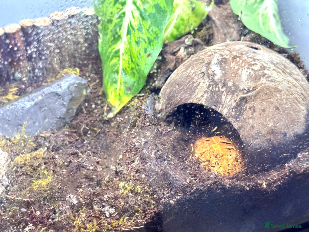 Frog reptiles for sale: Cute Strawberry Pac-Man frog  - Image 13