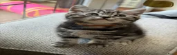 British Shorthair cats for sale:  Black silver tabby British shorthair kittens  - Advert 7