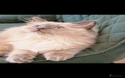 Ragdoll cats for sale: Stunning Bluepoint Pedigree Ragdoll Kittens Ready - Advert 7