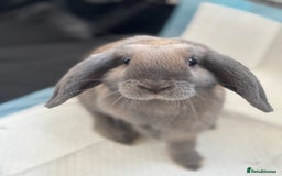 Mini Lop rabbits for sale: Adorable Mini Lop Bunny (vaccinated) - Image 3