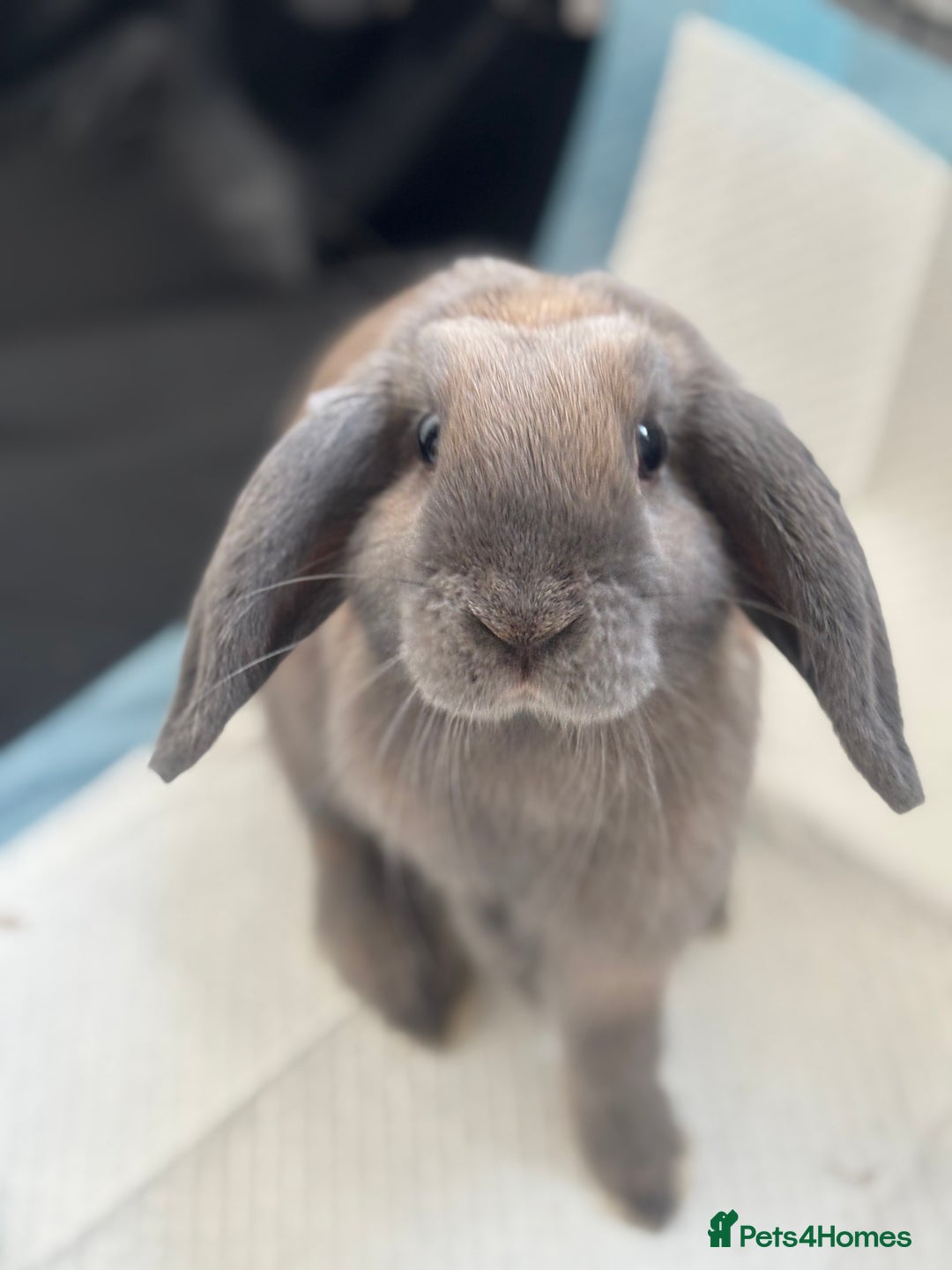 Mini Lop rabbits for sale: Adorable Mini Lop Bunny (vaccinated) - Image 3