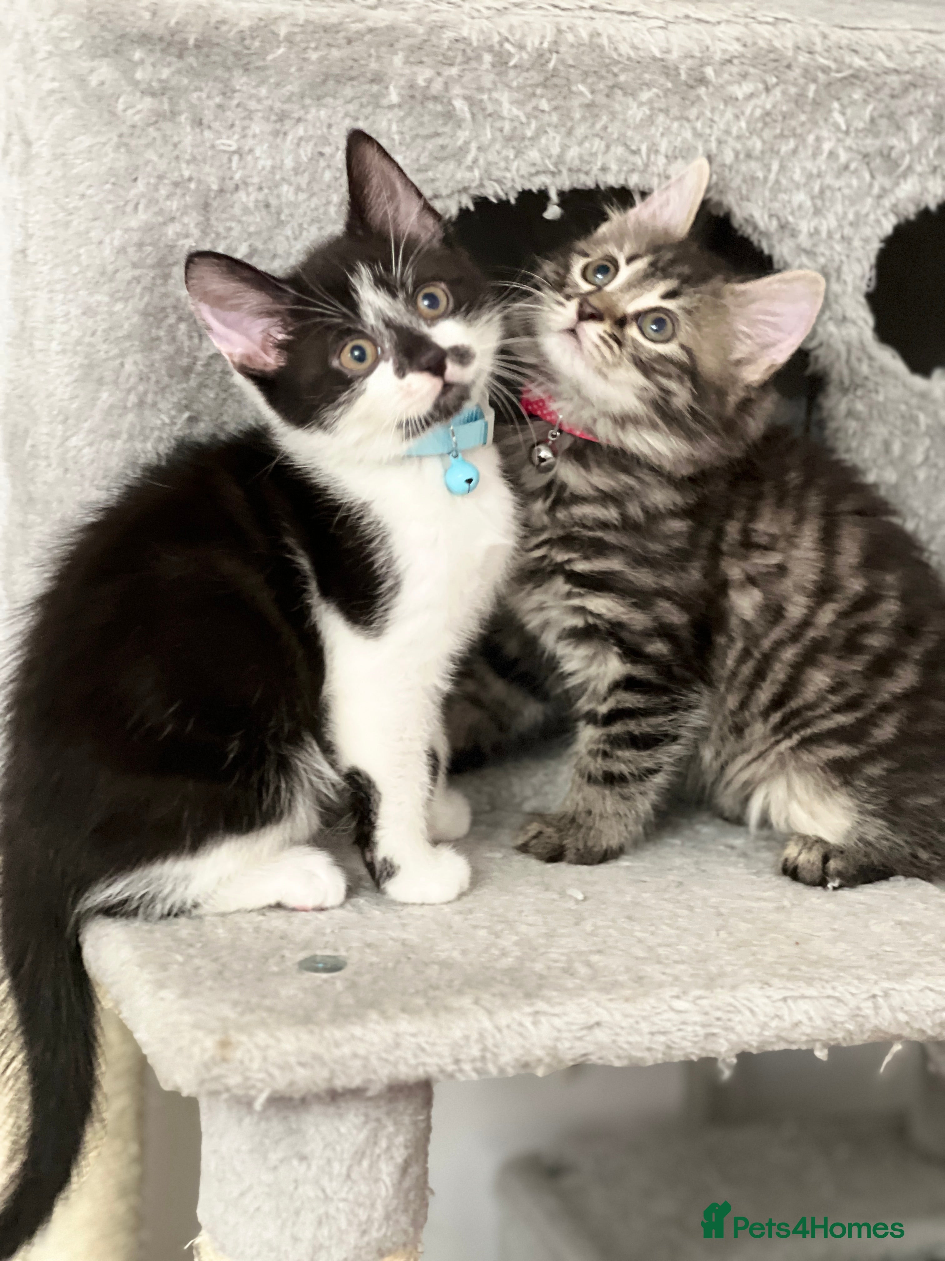 Mixed Breed cats Ready Now 2male and 1female Left - Advert 7