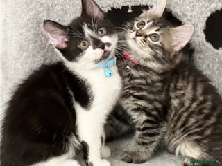 Mixed Breed cats Ready Now 2male and 1female Left - Advert 7