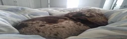 Mixed Breed dogs for sale: Sprocker poodle lab mix - Advert 5