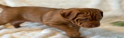 Hungarian Vizsla dogs for sale: Beautiful Hungarian Vizsla Puppies – 5⭐ Homes Only - Advert 12