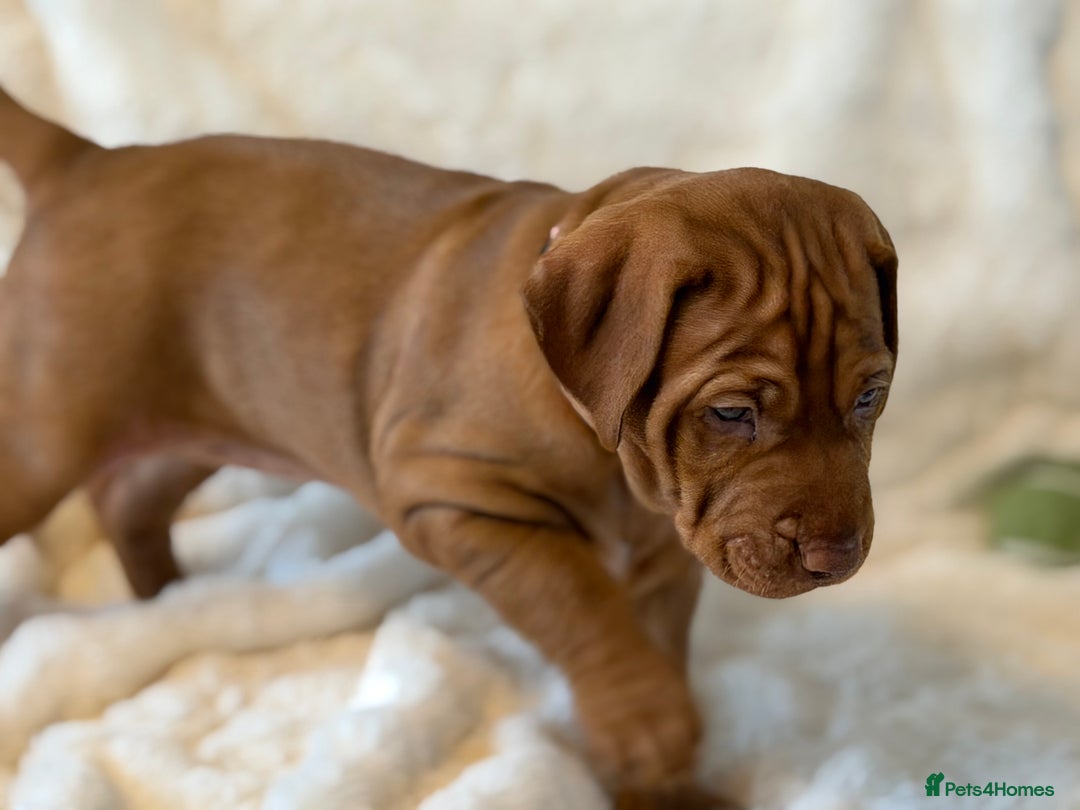 Hungarian Vizsla dogs for sale: Beautiful Hungarian Vizsla Puppies – 5⭐ Homes Only - Advert 12