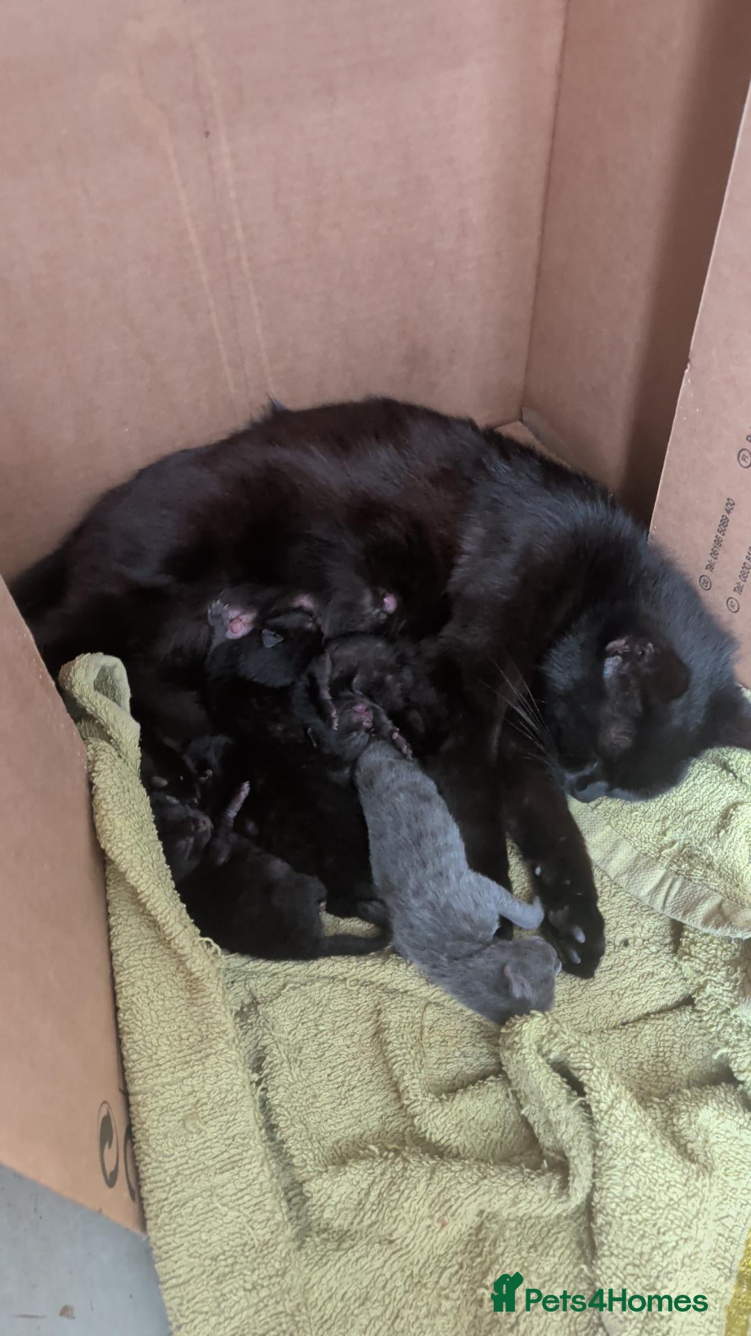 British Shorthair cats for sale: 4 black kittens  - Advert 1