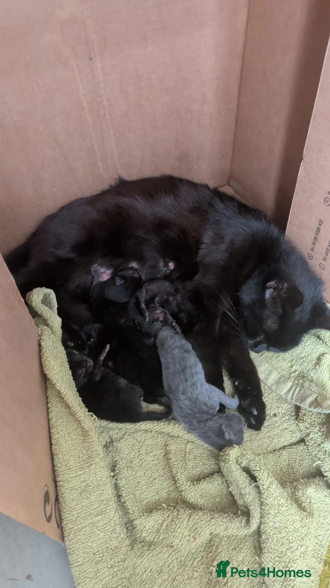 British Shorthair cats for sale: 4 black kittens  - Advert 1