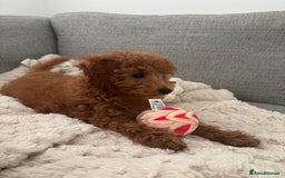 Mixed Breed dogs for sale: Red toy poodle.  - Image 3
