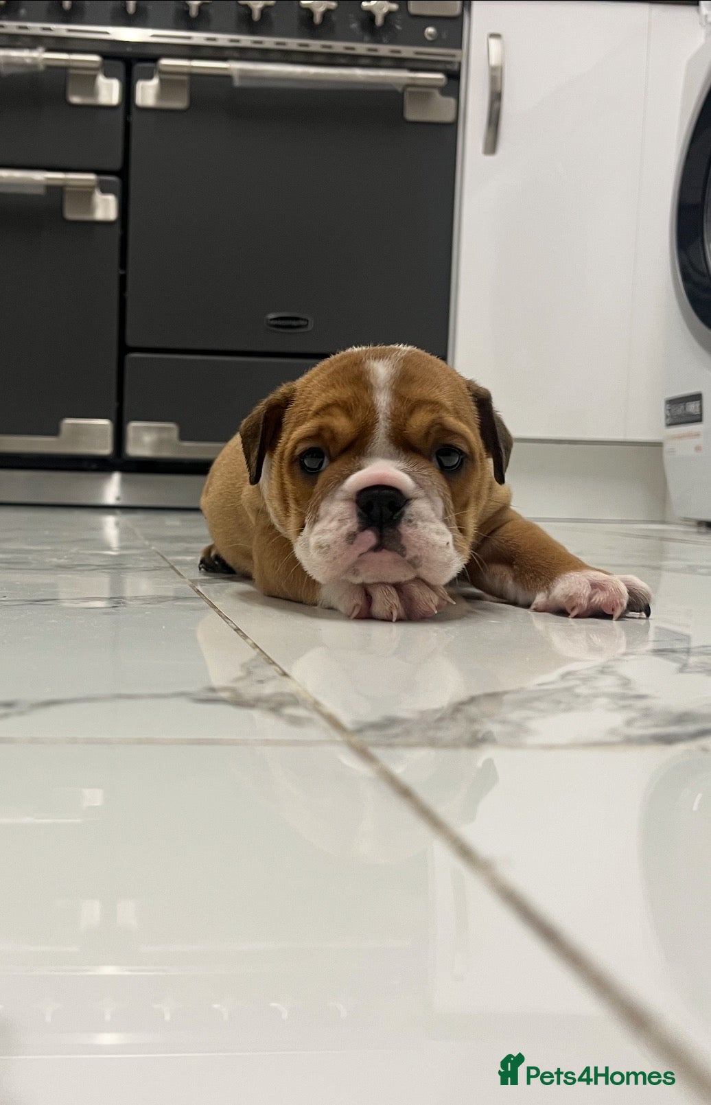 English Bulldog dogs for sale: Traditional/standard girls dad gold health tested  - Advert 2