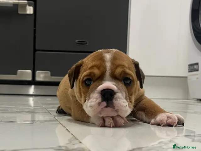 English Bulldog dogs for sale: Traditional/standard girls dad gold health tested - Advert 2