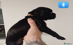 Mixed Breed dogs for sale: British Bulldog, Staffy Cross Pups - Advert 11