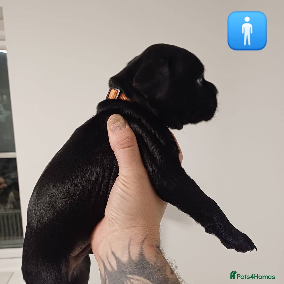 Mixed Breed dogs for sale: British Bulldog, Staffy Cross Pups - Advert 11