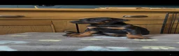 Dobermann dogs for sale: Thorough bred Doberman puppies available. - Advert 9