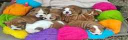English Bulldog dogs for sale: KC registered  English Bulldog Puppies. - Advert 14