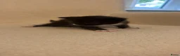 Domestic Shorthair cats for sale: Beautiful kittens  in Leicester - Advert 7
