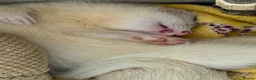 Ferret rodents for sale: Semi angora ferrets - Advert 2